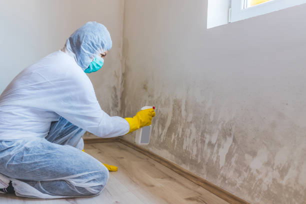 Licensed Attic Mold Removal service in Portland, MI - WQB Mold Removal