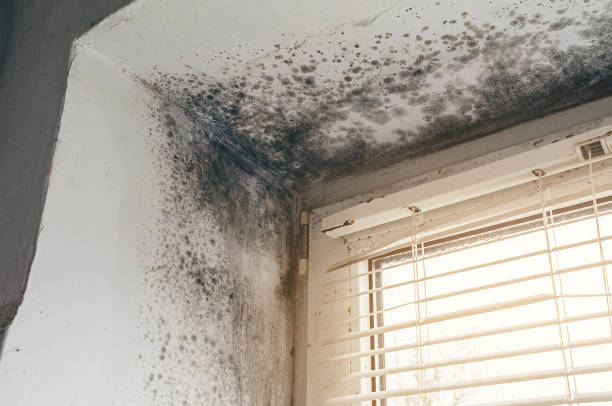 Affordable Attic Mold Removal solutions in Portland, MI