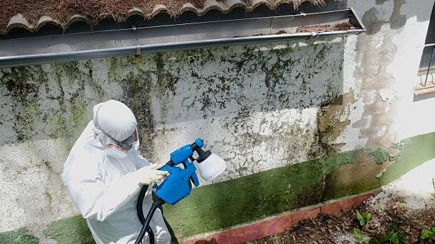 Top rated local Attic Mold Removal specialists in Portland, MI